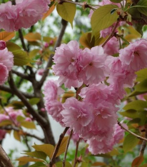 フクちゃん桜のご案内