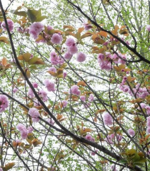 フクちゃん桜が咲きました
